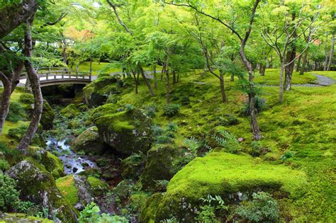 青苔 苔蘚|从青苔看日本文化和环境问题 